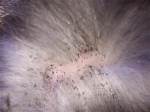 flea-eggs-dog