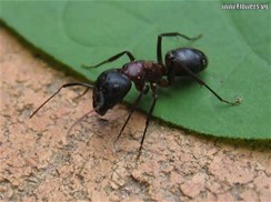 black-ant-on-leaf